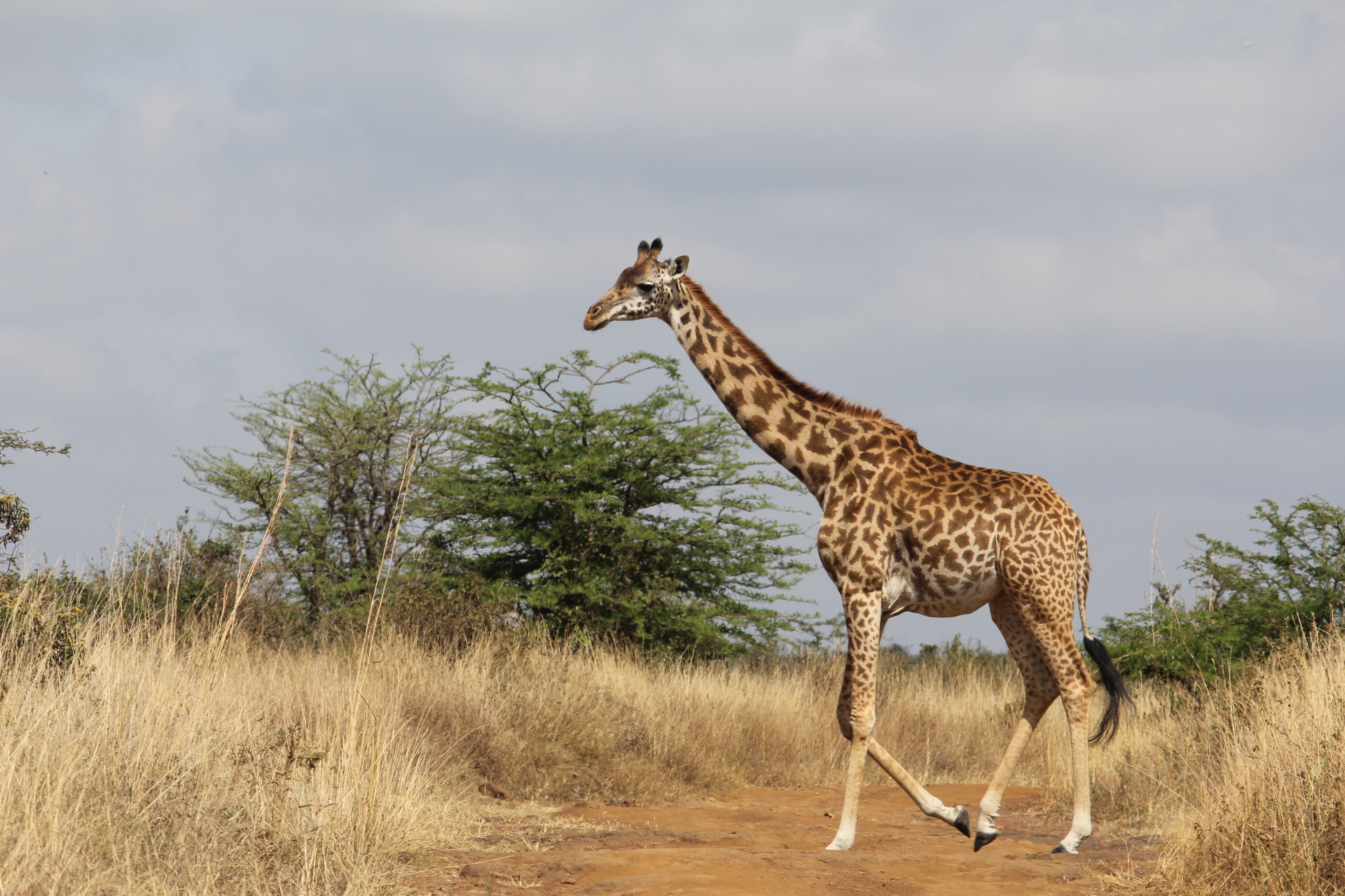 Rothschild Giraffe crossing a path in Nairobi National Park